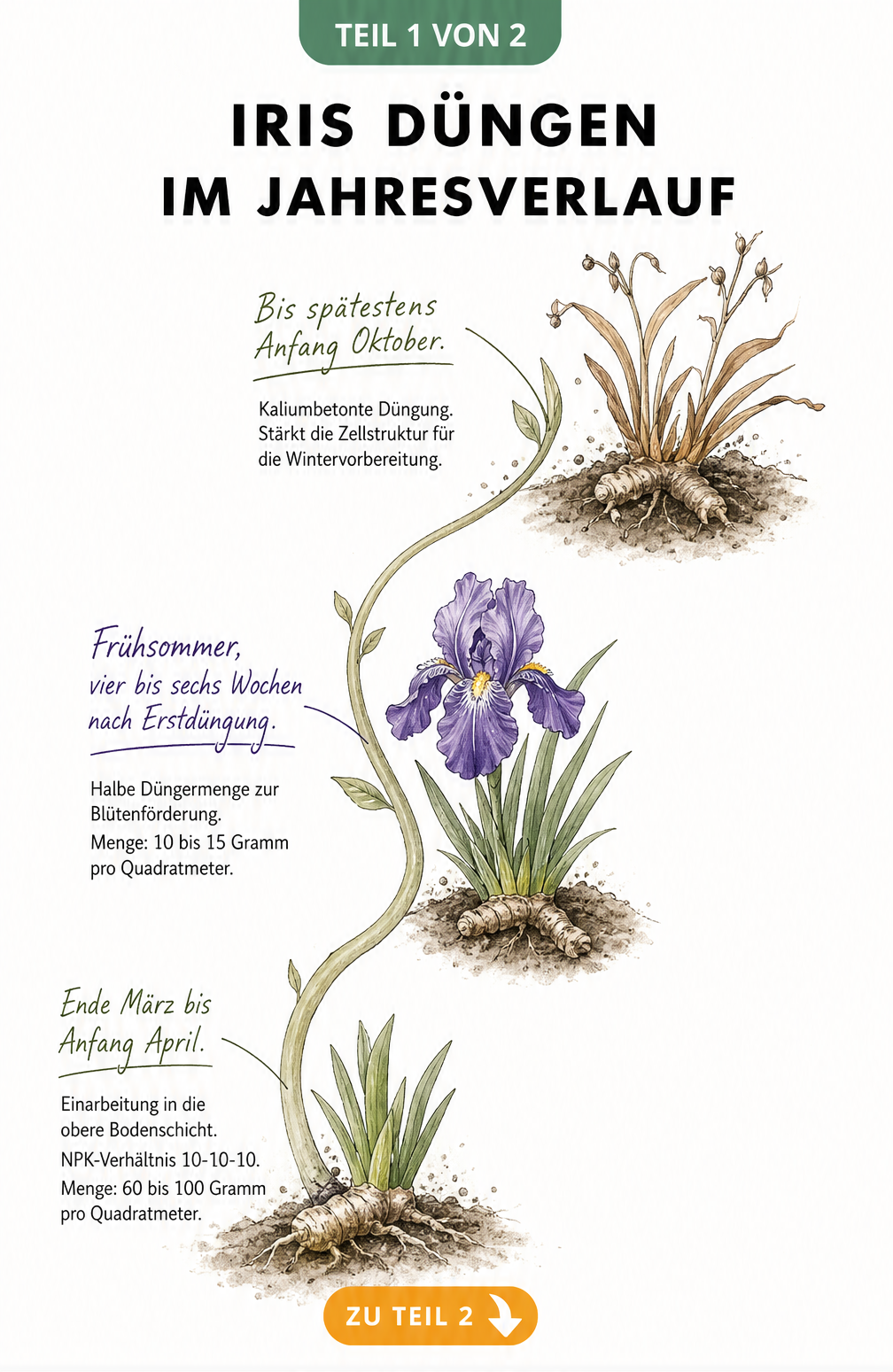 Zeitleiste zur Düngung von Iris im Jahresverlauf mit botanischen Illustrationen von Austrieb, Vollblüte und herbstlichem Rückzug