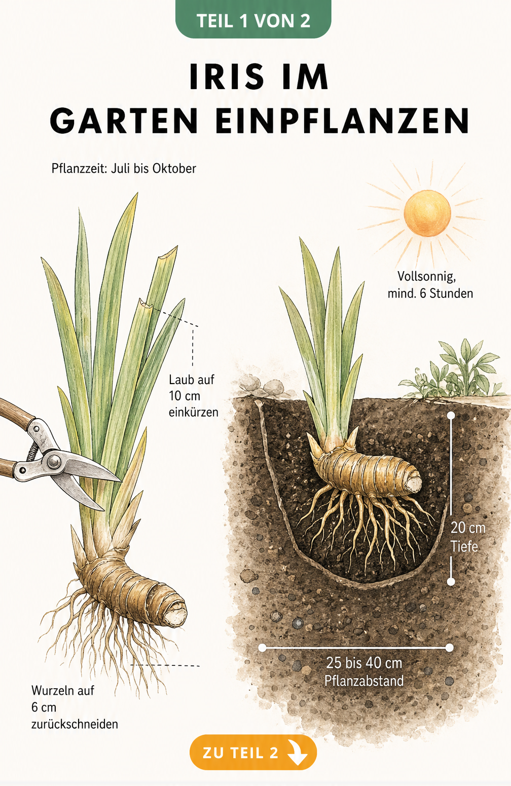 Illustration einer Iris beim Einpflanzen im Garten mit Angaben zu Pflanztiefe, Schnitt der Blätter und Wurzeln sowie Standortbedingungen.