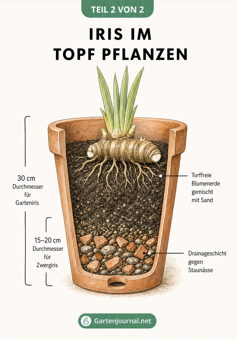 Querschnitt eines Terrakotta-Topfes mit einer gepflanzten Iris, der die Drainageschicht, das Erdgemisch und die richtige Pflanztiefe des Rhizoms zeigt.