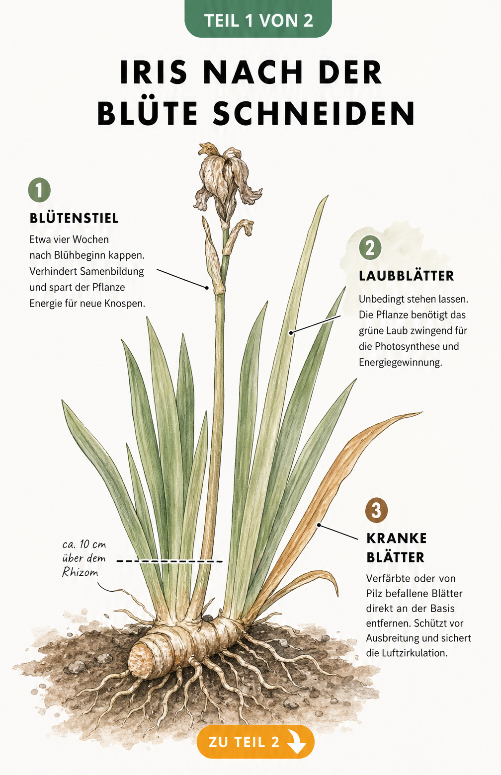 Botanische Illustration einer Iris im Querschnitt, die zeigt, wo der Blütenstiel nach der Blüte gekappt wird und welche Blätter stehen bleiben müssen.