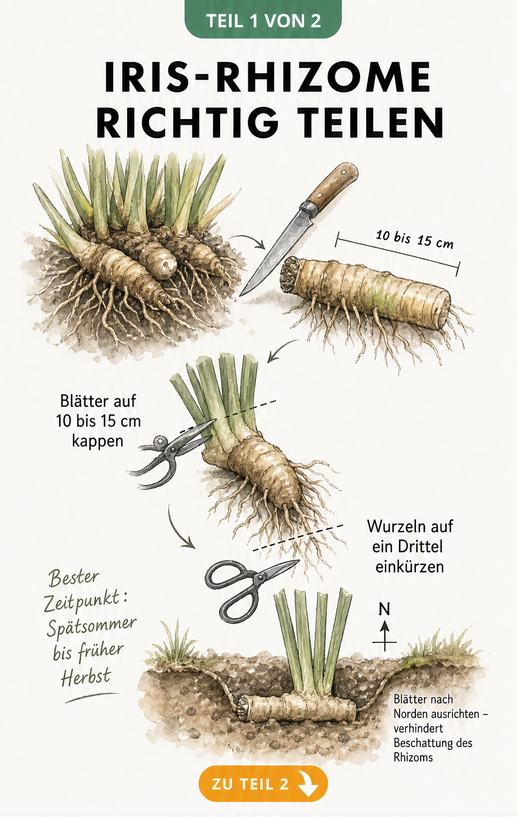 Illustration zur Teilung von Iris-Rhizomen mit Messer und Schere