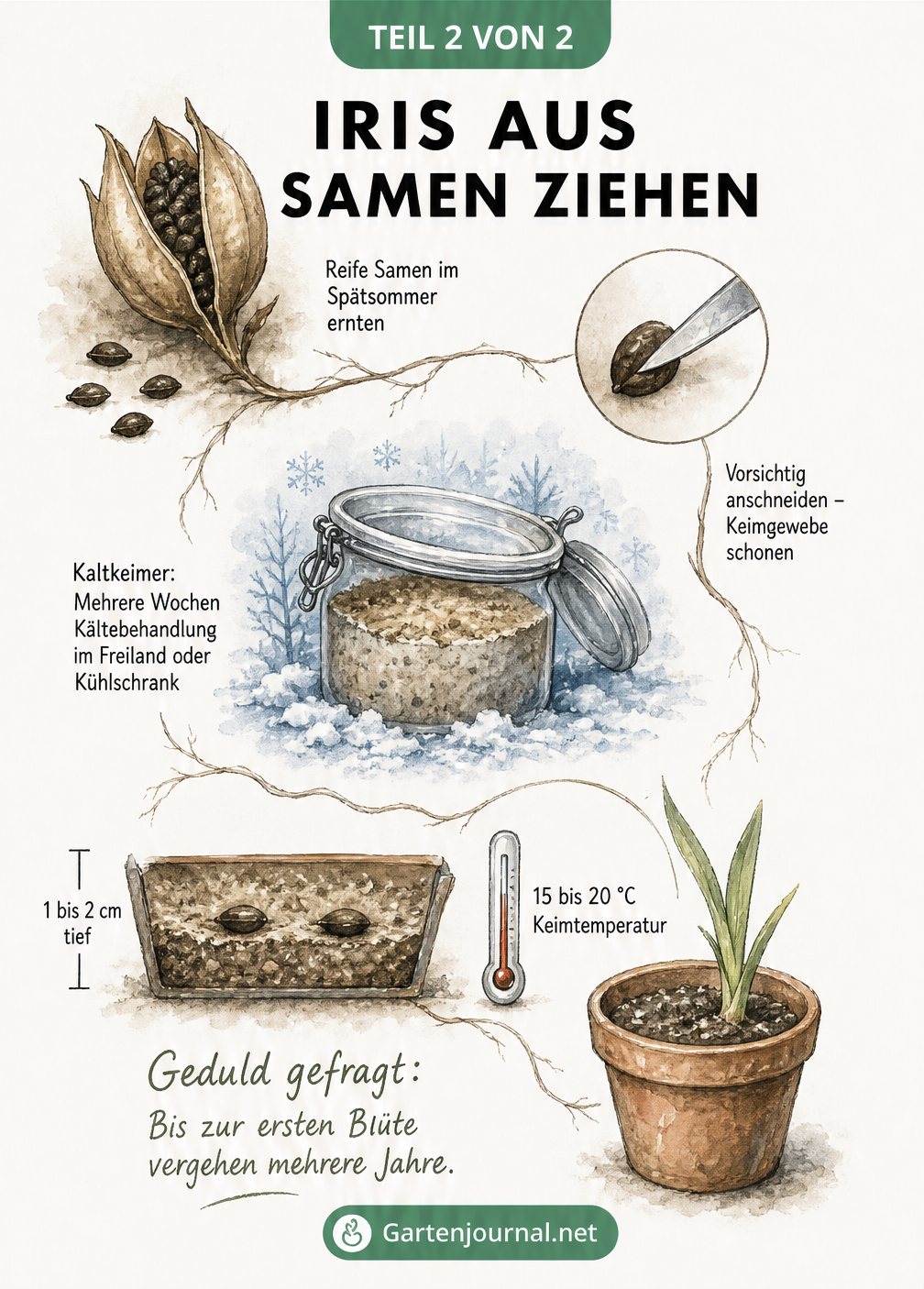 Illustration zur Aussaat von Iris-Samen mit Kältebehandlung und Keimling