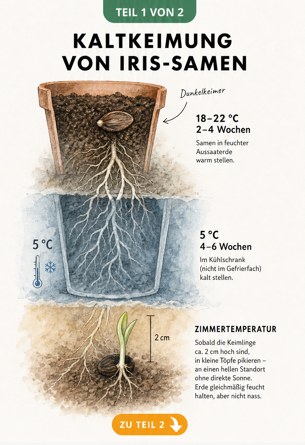 Illustration der Kaltkeimung von Iris-Samen in drei Temperaturzonen: 18-22 Grad, 5 Grad im Kühlschrank und Zimmertemperatur mit Keimling.