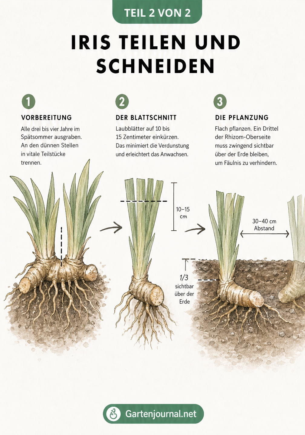 Illustration der drei Schritte zur Iris-Verjüngung: Rhizom ausgraben und teilen, Laubblätter einkürzen und flach neu pflanzen.