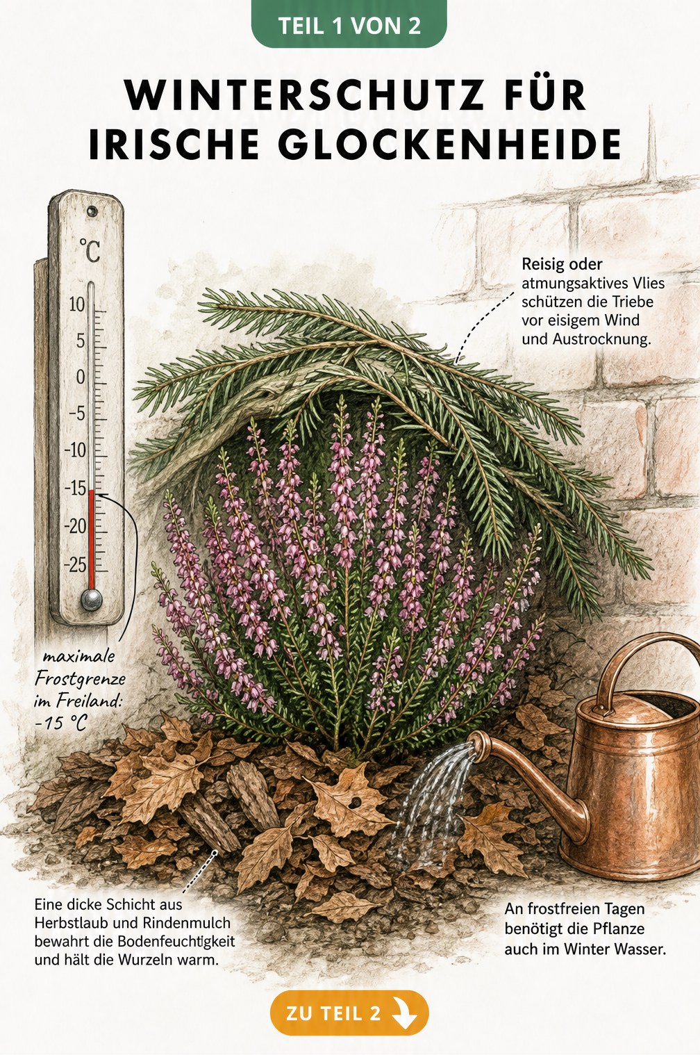 Botanische Illustration der Irischen Glockenheide im Freiland mit Winterschutz aus Herbstlaub, Rindenmulch und Tannenreisig