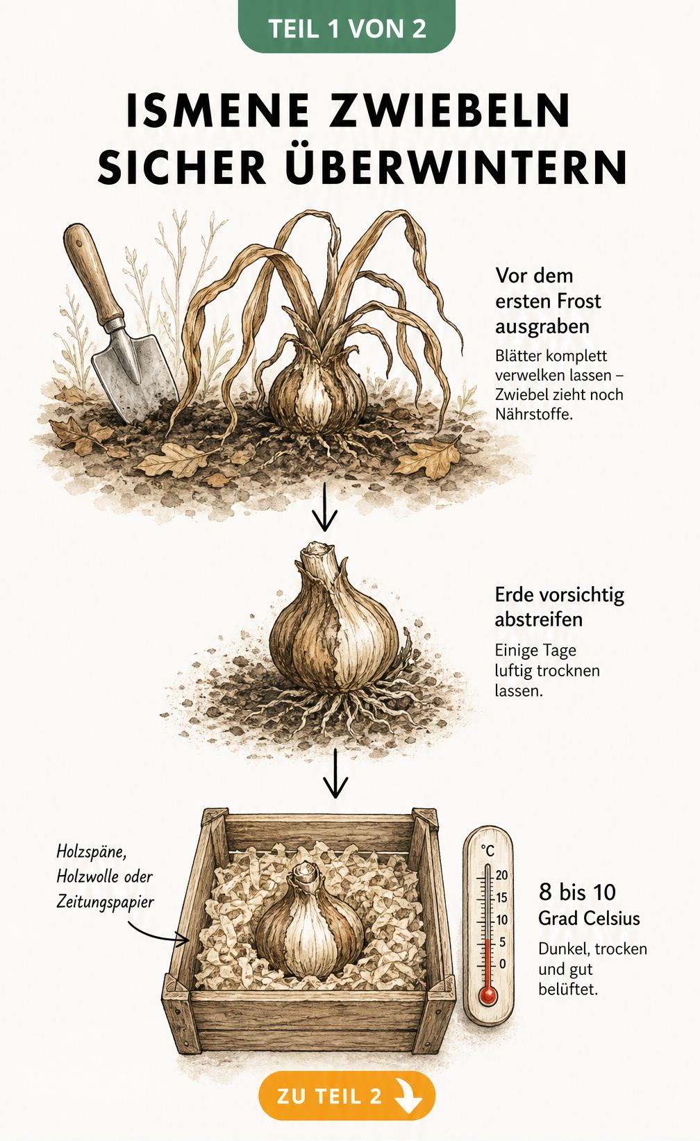 Illustration zur Überwinterung von Ismene-Zwiebeln: Ausgraben, Trocknen und Lagern in einer Holzkiste bei 8 bis 10 Grad.