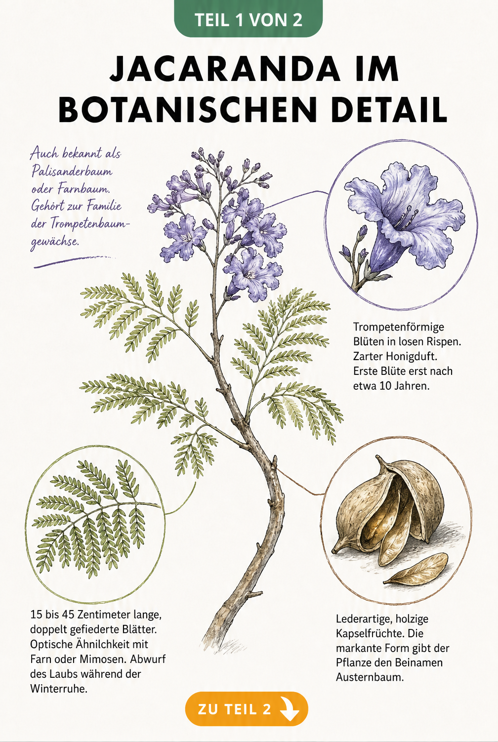 Botanische Illustration des Jacarandabaums mit Details zu Blüten, Blättern und Früchten