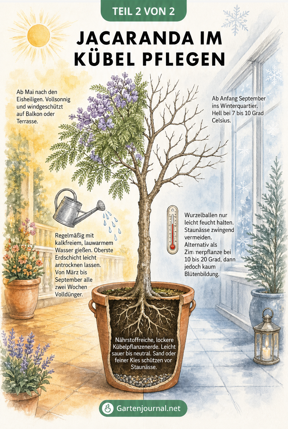 Illustration zur Pflege des Jacarandabaums im Kübel im Sommer und Winter