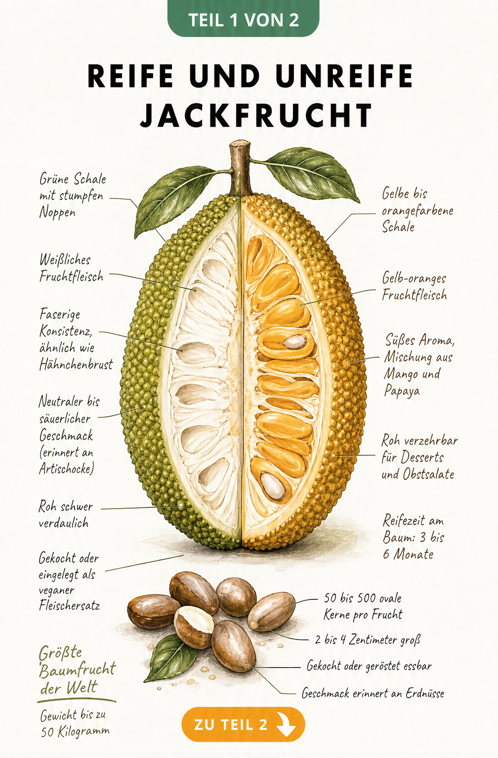 Botanische Illustration einer Jackfrucht, die unreife und reife Hälften sowie Kerne zeigt