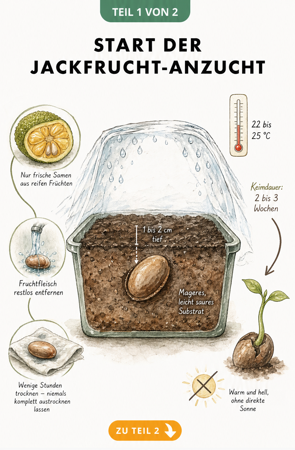 Illustration zur Vorbereitung und Aussaat von Jackfrucht-Samen in einem Anzuchtgefäß mit Temperatur- und Tiefenangaben