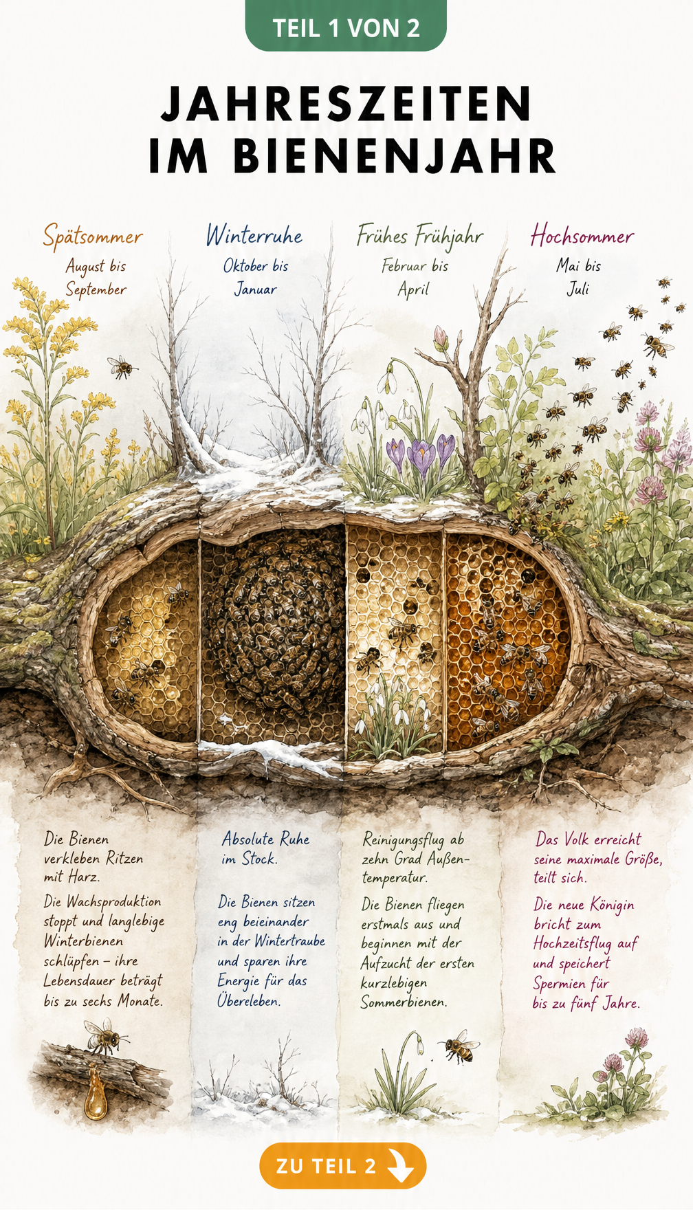 Illustration der vier Jahreszeiten im Bienenjahr mit Querschnitt einer Baumhöhle und Wabenbau