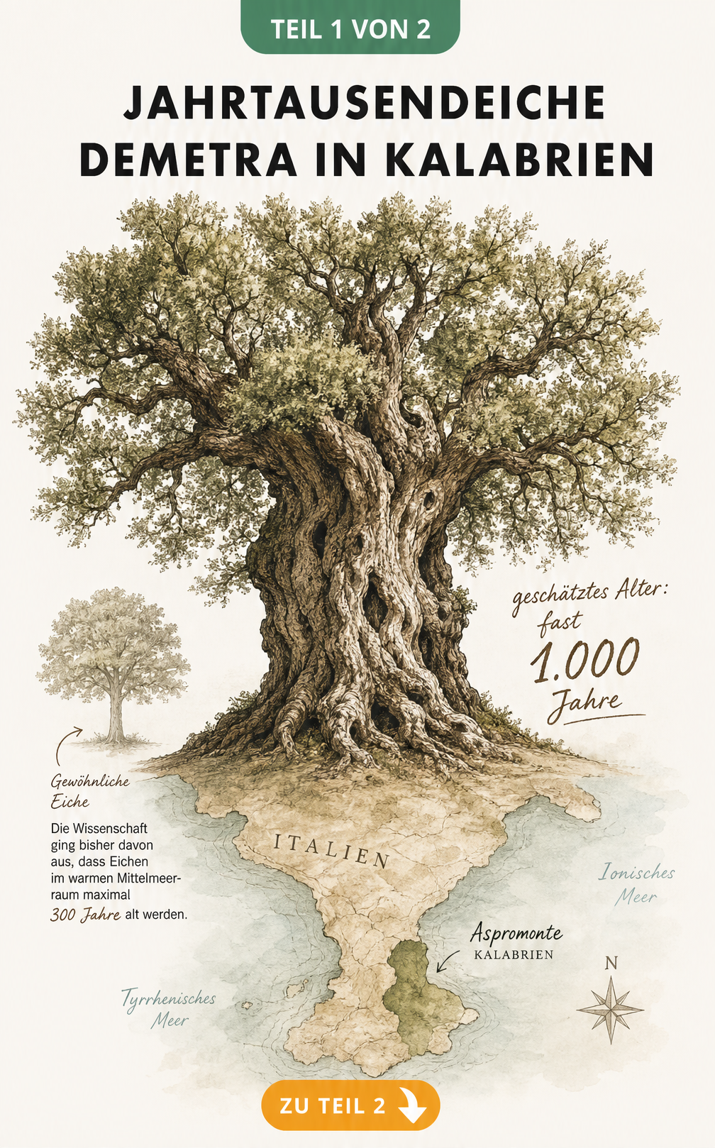 Botanische Illustration der Jahrtausendeiche Demetra in Kalabrien auf einer topografischen Karte