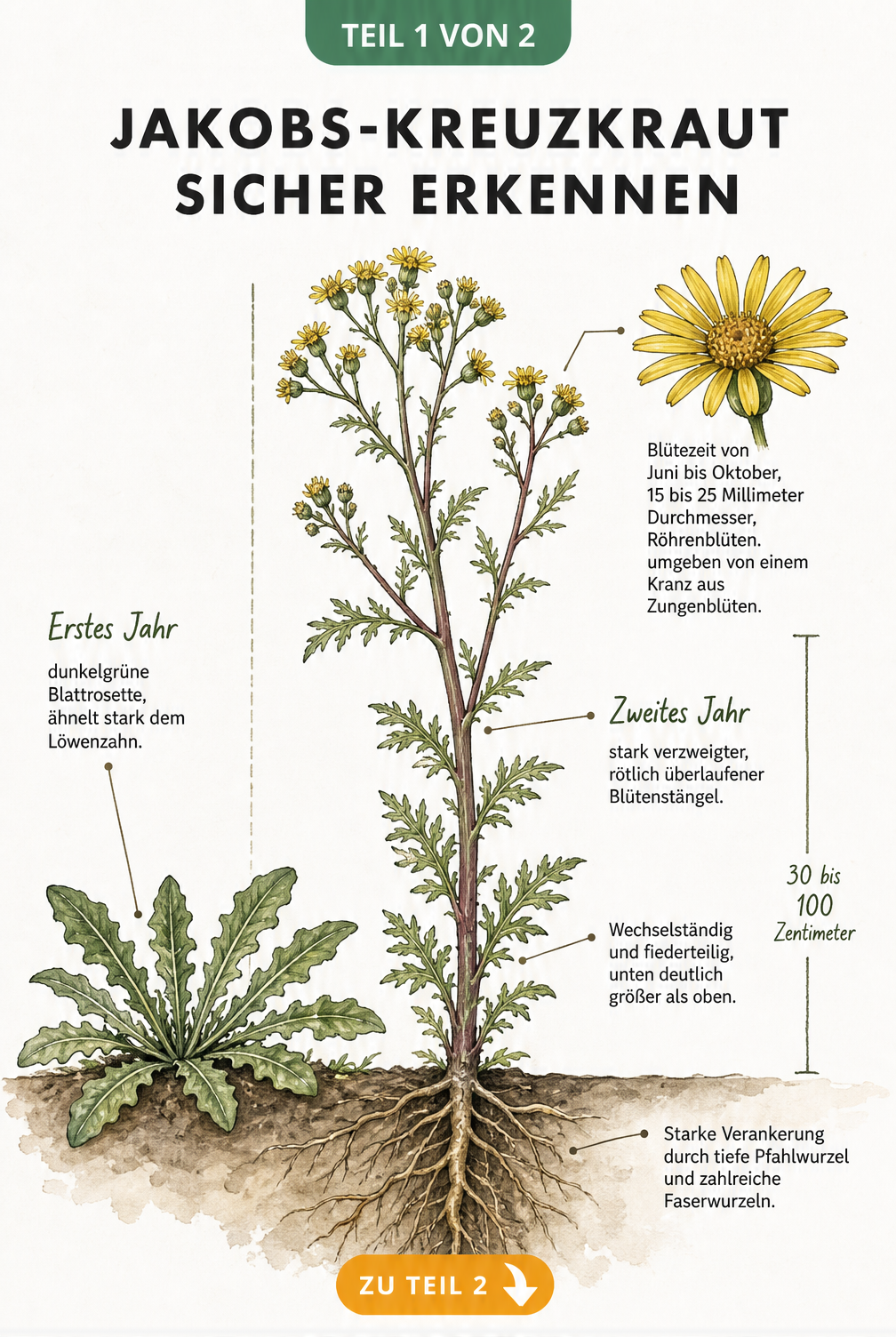 Botanische Illustration des Jakobs-Kreuzkrauts im ersten und zweiten Jahr mit Blattrosette, Blütenstängel und Wurzeln