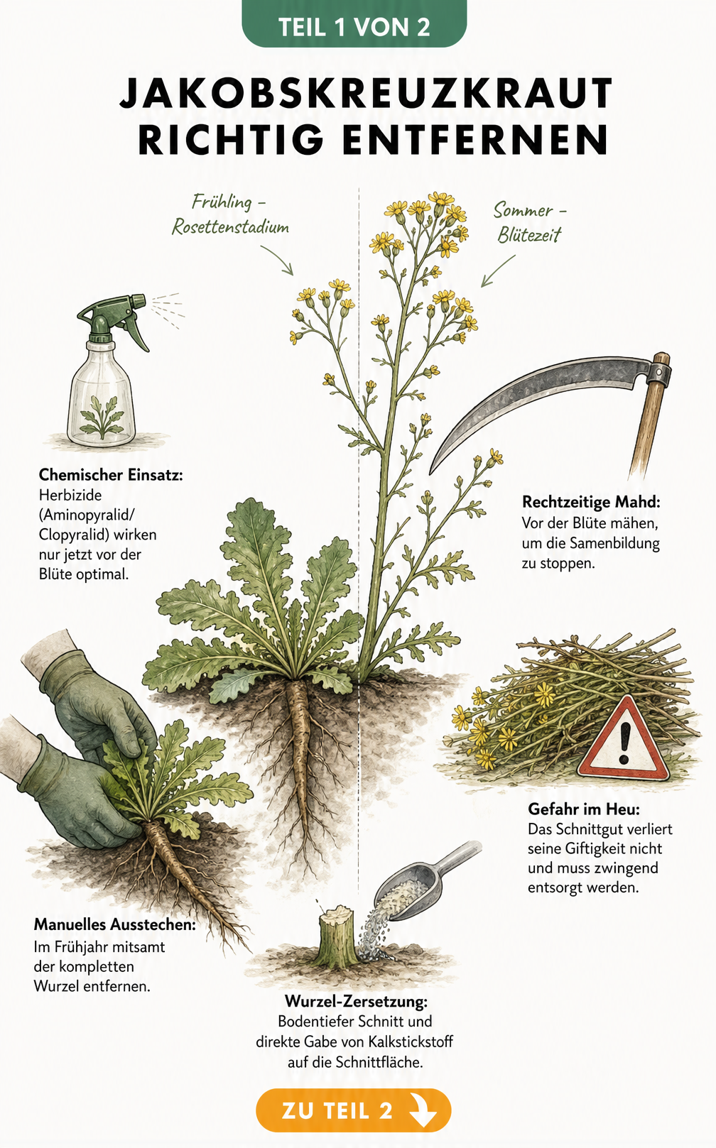 Botanische Illustration des Jakobskreuzkrauts im Rosettenstadium und während der Blüte mit Methoden zur mechanischen und chemischen Entfernung