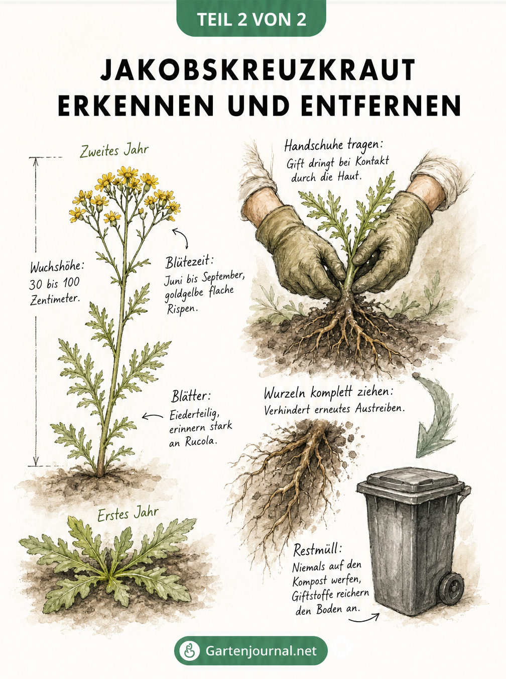 Skizze des Jakobskreuzkrauts im ersten und zweiten Jahr sowie Illustration der korrekten Entfernung mit Handschuhen und Entsorgung im Restmüll