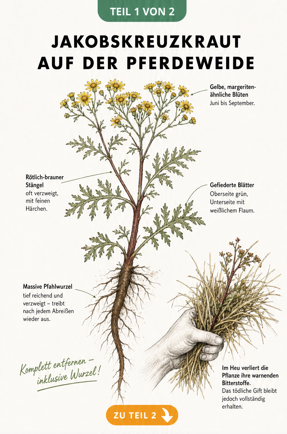 Botanische Illustration von Jakobskreuzkraut mit gelben Blüten, rötlich-braunem Stängel und Pfahlwurzel sowie Hinweis auf Giftigkeit im Heu
