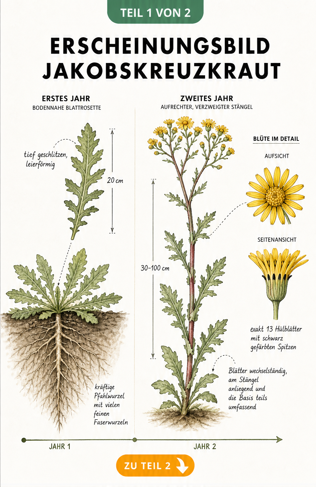 Botanische Illustration des Jakobskreuzkrauts im ersten und zweiten Wachstumsjahr mit Wurzeln, Blättern und Blütendetails