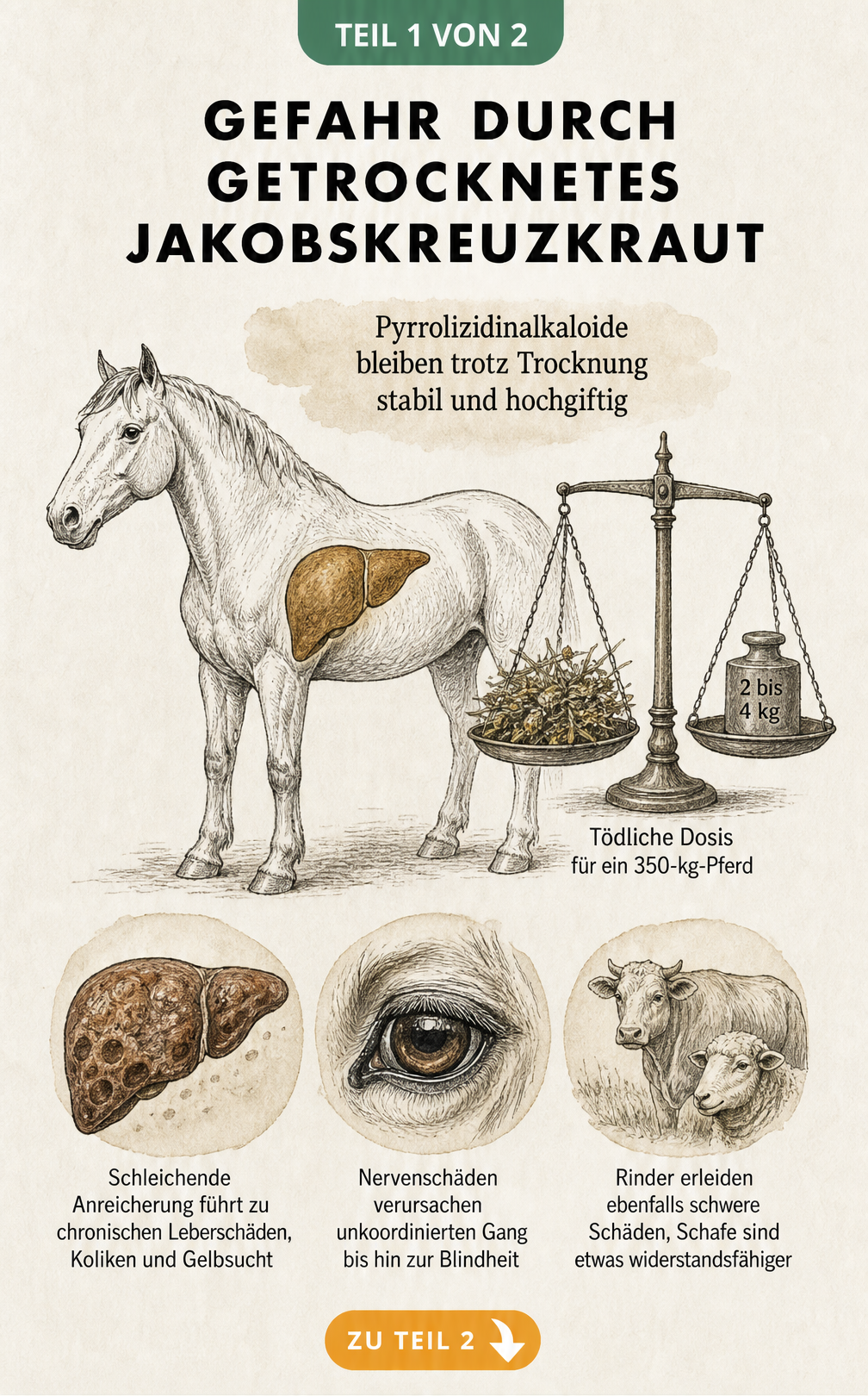 Illustration eines Pferdes mit hervorgehobener Leber und einer Waage, die die tödliche Dosis von getrocknetem Jakobskreuzkraut zeigt.