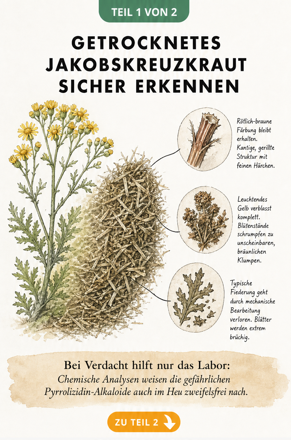 Illustration der Transformation von frischem Jakobskreuzkraut zu getrocknetem Heu mit Detailansichten von Stängel, Blütenresten und Blättern