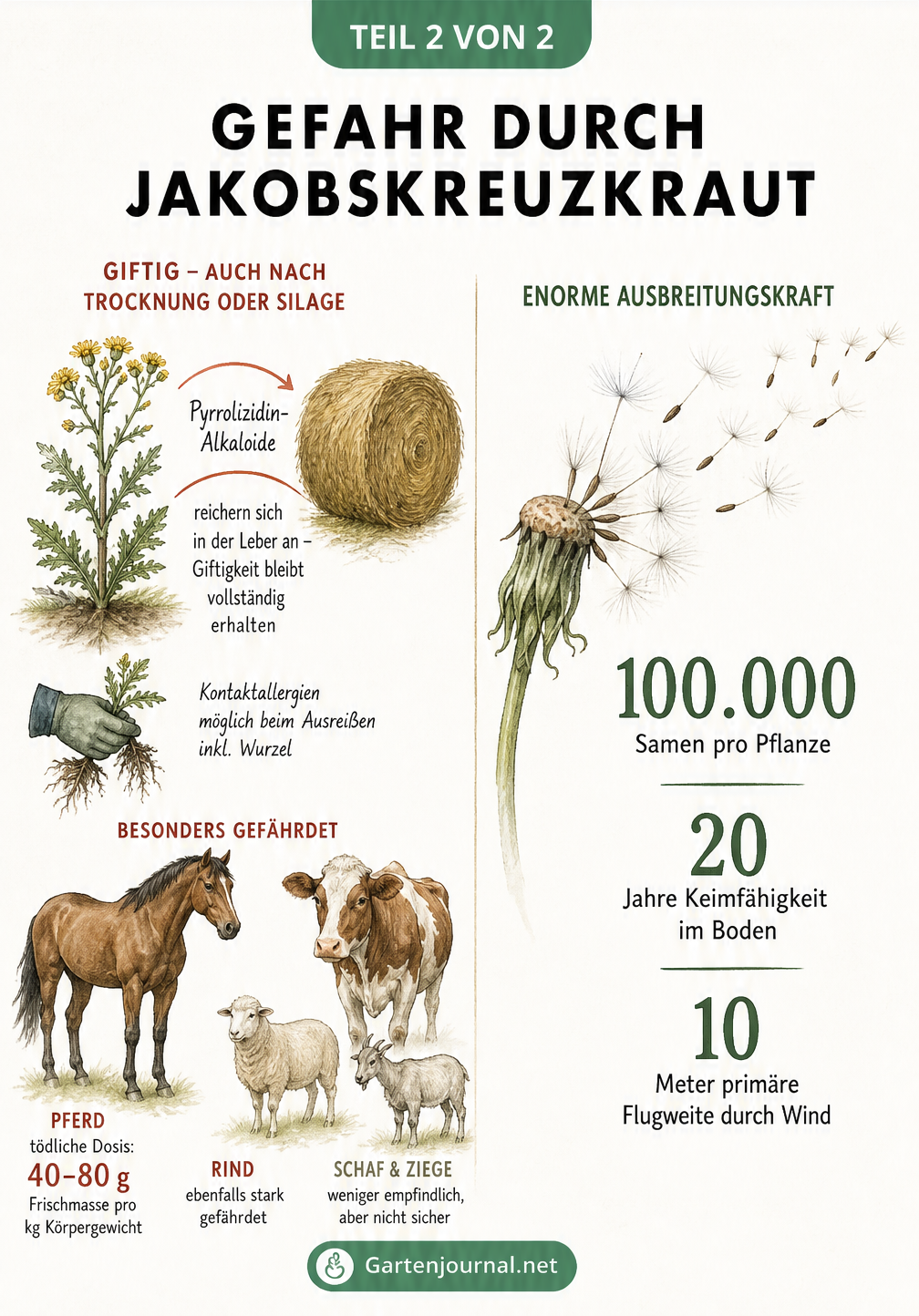 Illustration zur Giftigkeit von Jakobskreuzkraut für Pferde und Rinder sowie zur massenhaften Samenverbreitung durch den Wind