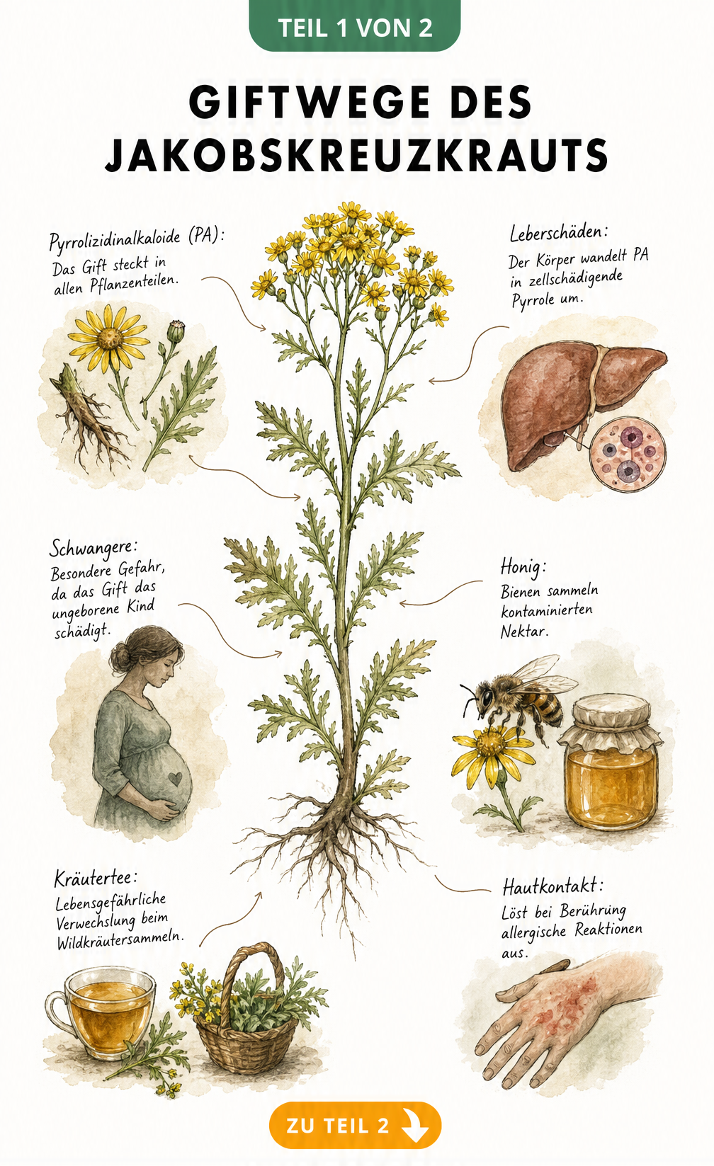 Botanische Illustration des Jakobskreuzkrauts mit Vignetten zu den Giftwegen über Haut, Tee, Honig und die Gefahr für Leber und Schwangere