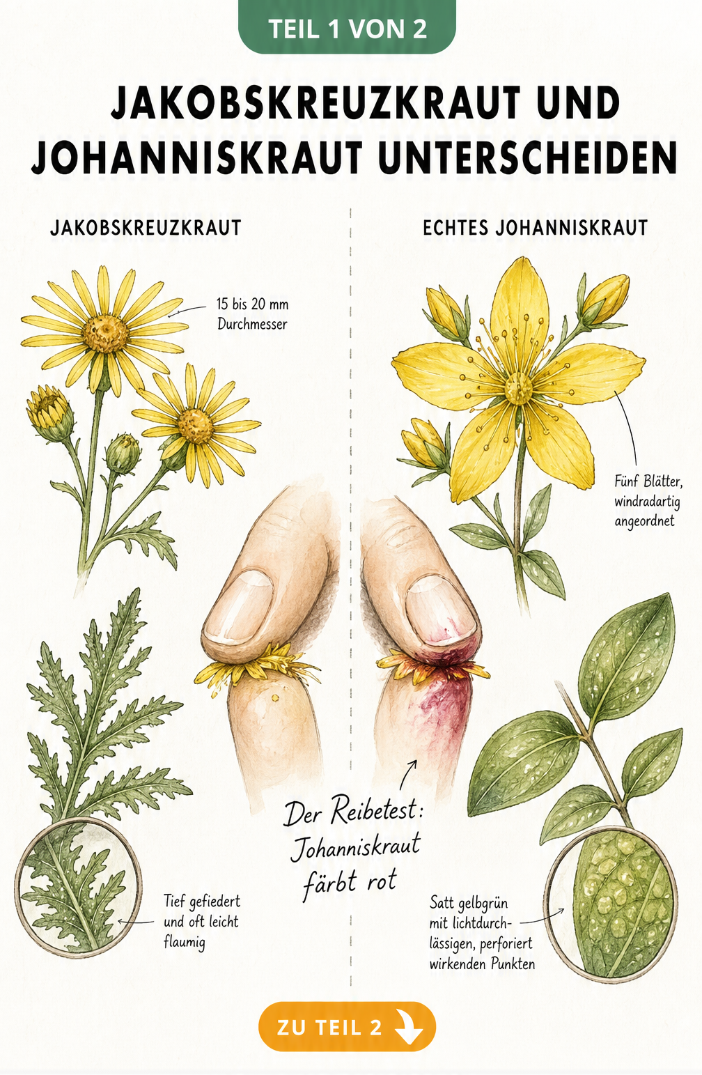 Botanische Illustration: Jakobskreuzkraut und Johanniskraut im Vergleich mit Reibetest