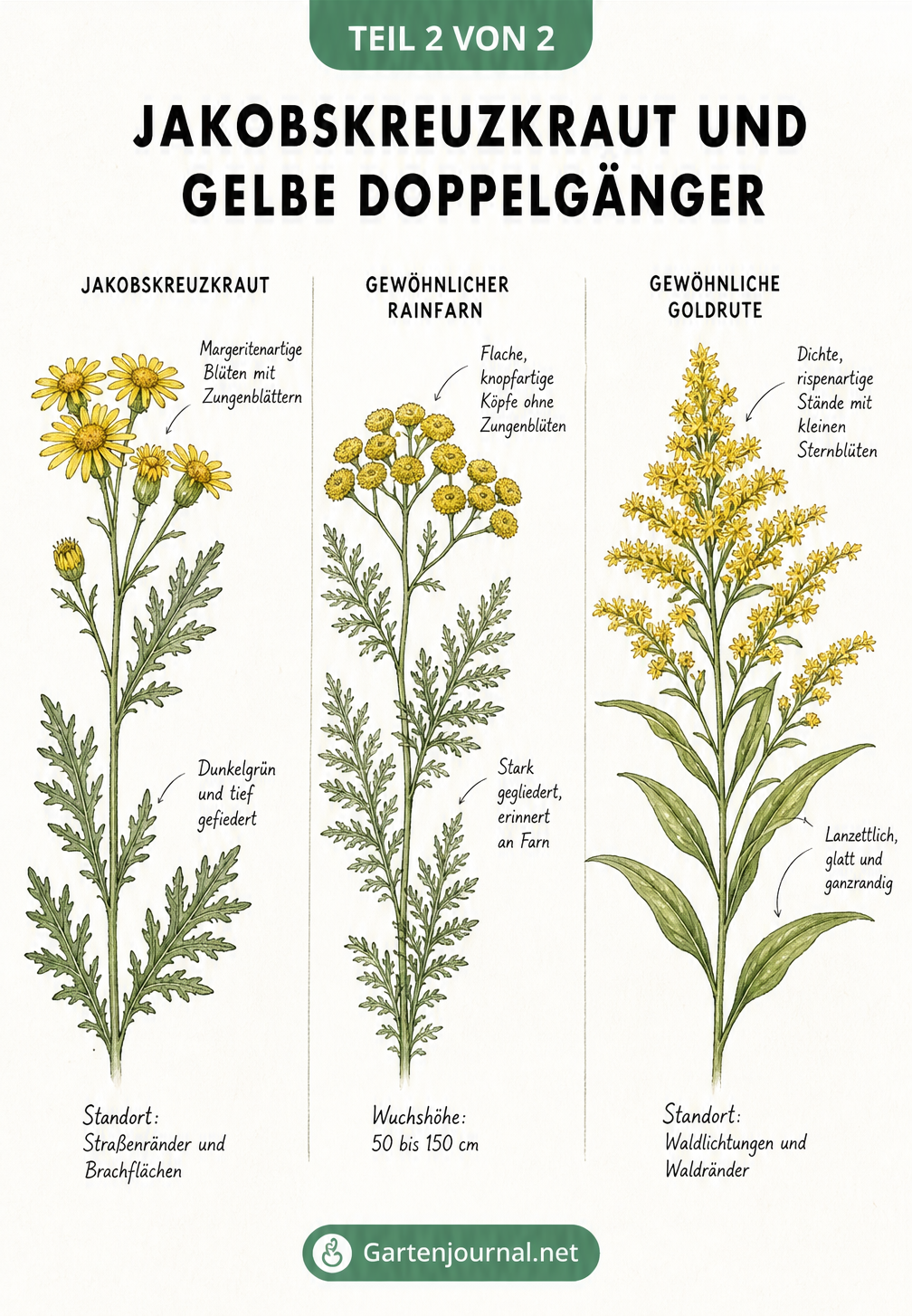 Vergleich von Jakobskreuzkraut, Rainfarn und Goldrute anhand von Blüten und Blättern