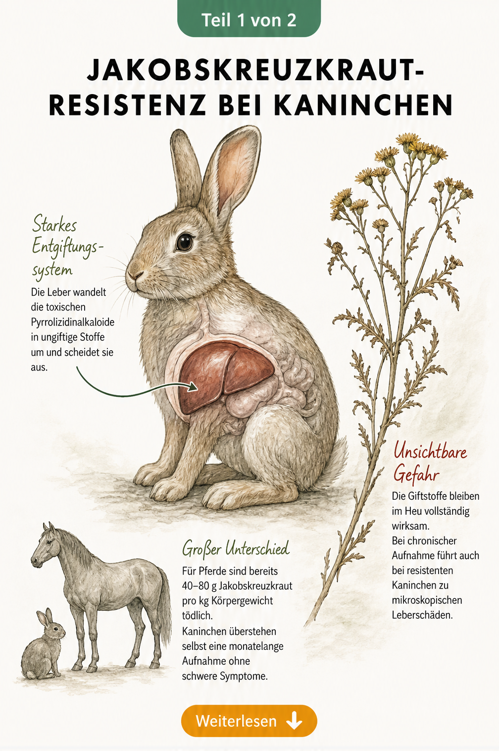Illustration eines Kaninchens mit hervorgehobener Leber und einem Pferd im Größenvergleich neben einem Jakobskreuzkraut-Stängel