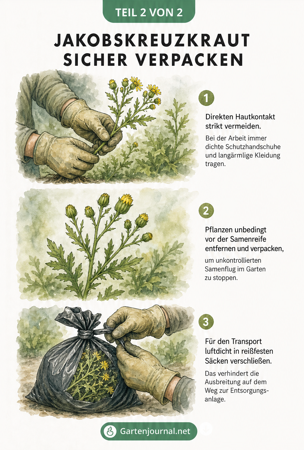 Aquarell-Vignetten zeigen den sicheren Umgang mit Jakobskreuzkraut: Handschuhe tragen, vor Samenreife entfernen und luftdicht in Müllsäcke verpacken