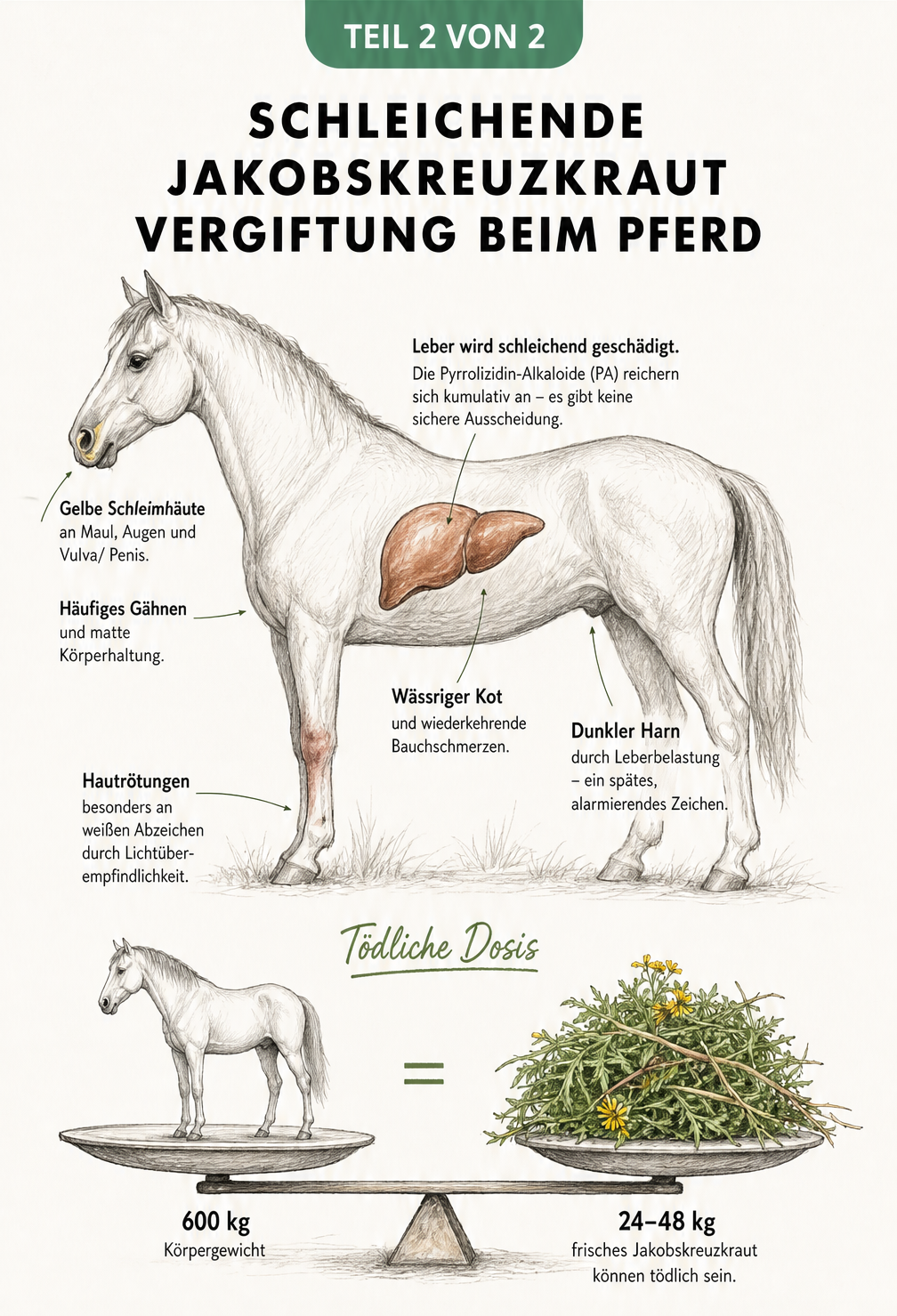 Skizze eines Pferdes mit hervorgehobener Leber und Symptomen einer schleichenden Jakobskreuzkraut-Vergiftung