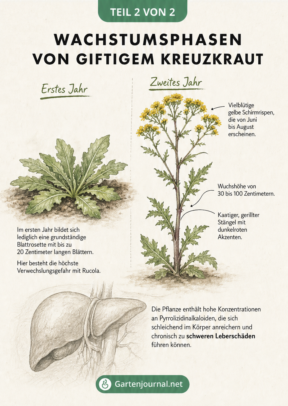 Illustration der Wachstumsphasen von Jakobskreuzkraut im ersten und zweiten Jahr mit Hinweis auf Leberschäden