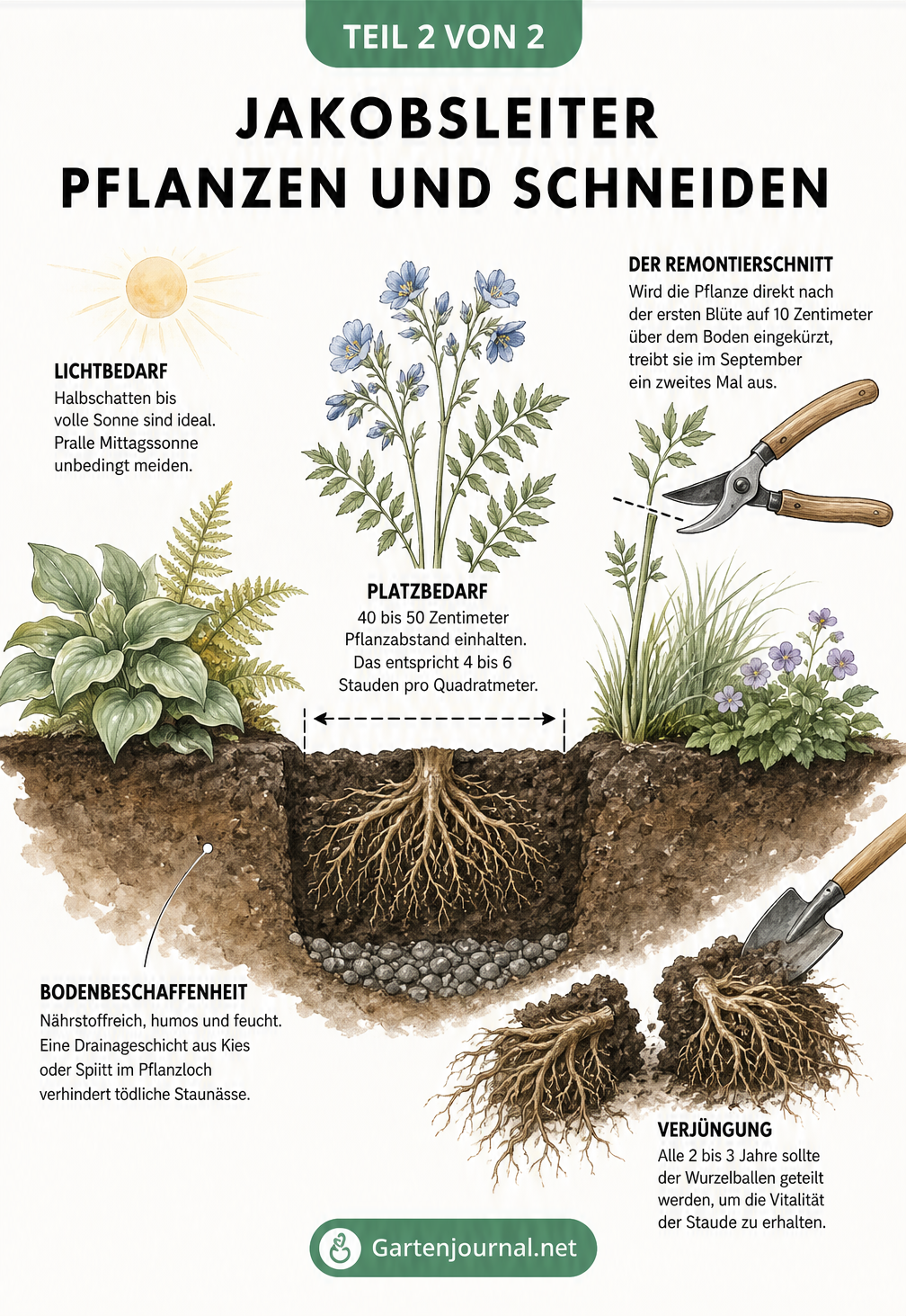 Querschnitt eines Gartenbeets mit Jakobsleiter, zeigt Standort, Pflanzabstand, Boden und Schnitt