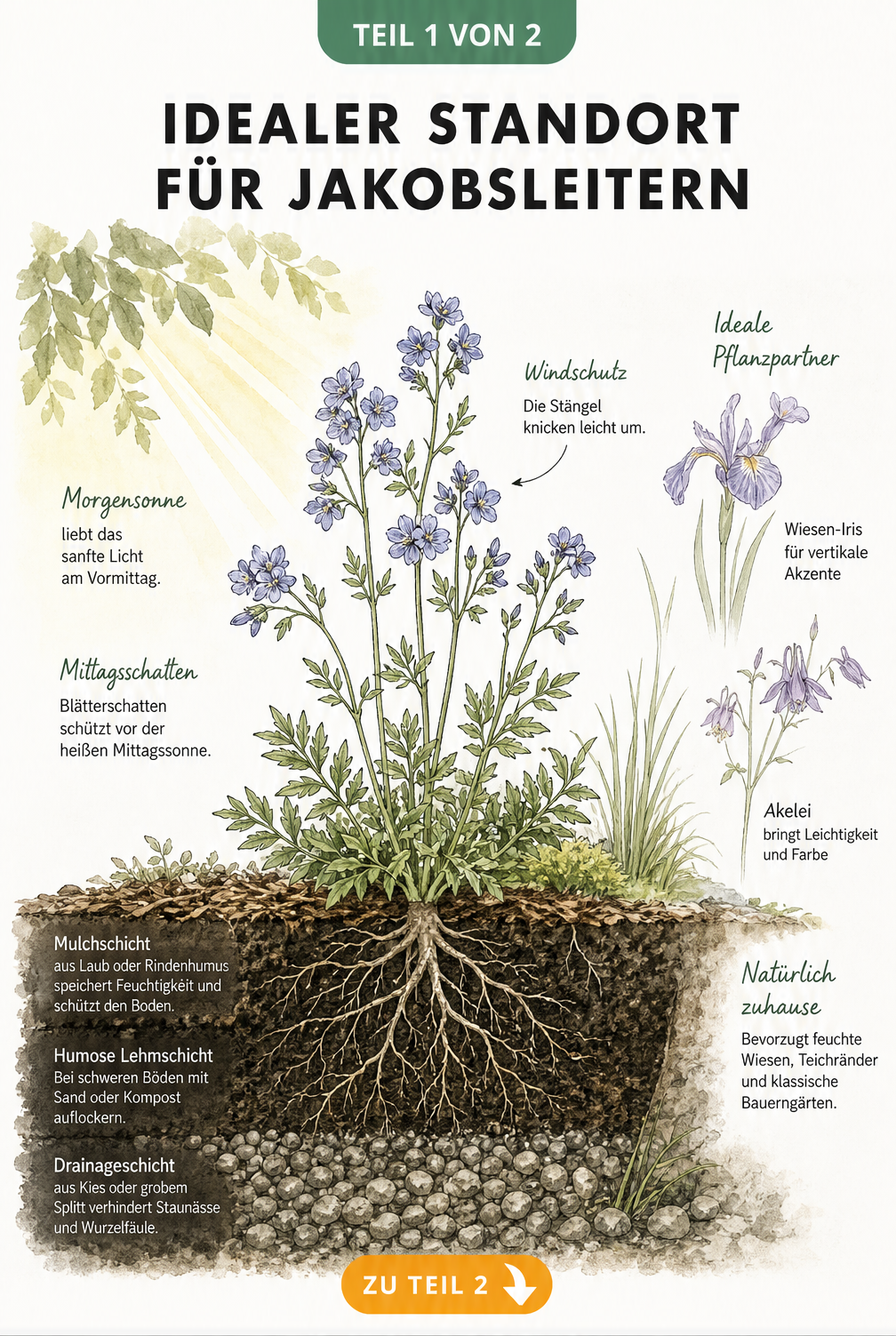 Botanische Illustration einer Jakobsleiter im Querschnitt eines Gartenbeetes mit Sonneneinstrahlung und Bodenschichten