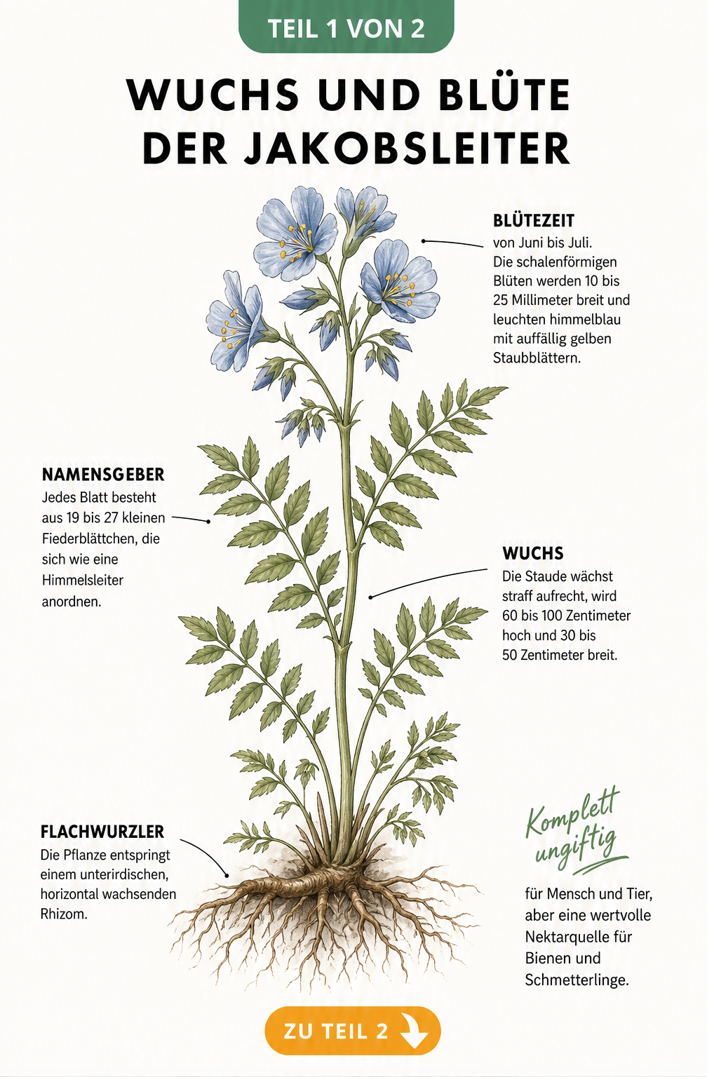 Botanische Illustration der Jakobsleiter mit Details zu Blüte, Blättern, Wuchs und Wurzeln