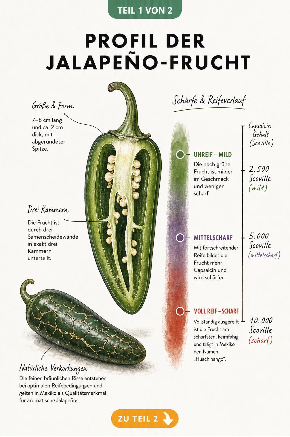 Botanische Illustration einer aufgeschnittenen Jalapeño-Frucht mit Reifegraden und Scoville-Skala