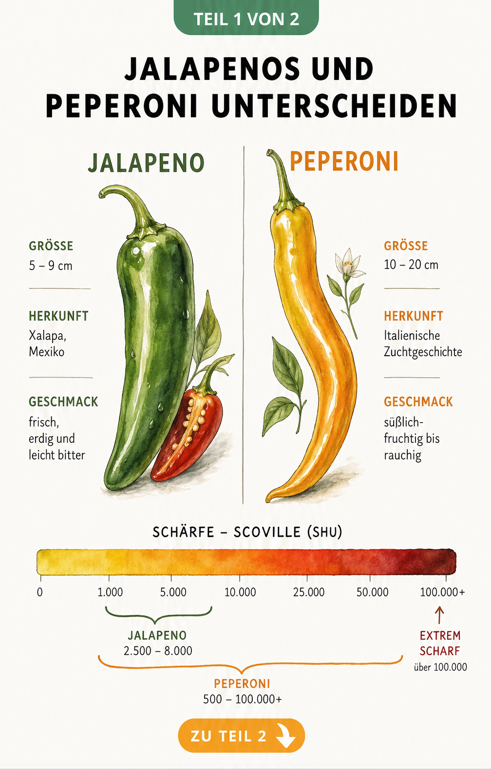 Botanische Illustration von Jalapeno und Peperoni mit Schärfe-Skala in Scoville