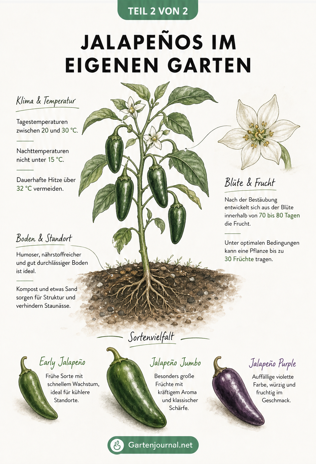 Illustration einer Jalapeño-Pflanze mit Wurzeln in der Erde, Blüte und verschiedenen Sorten