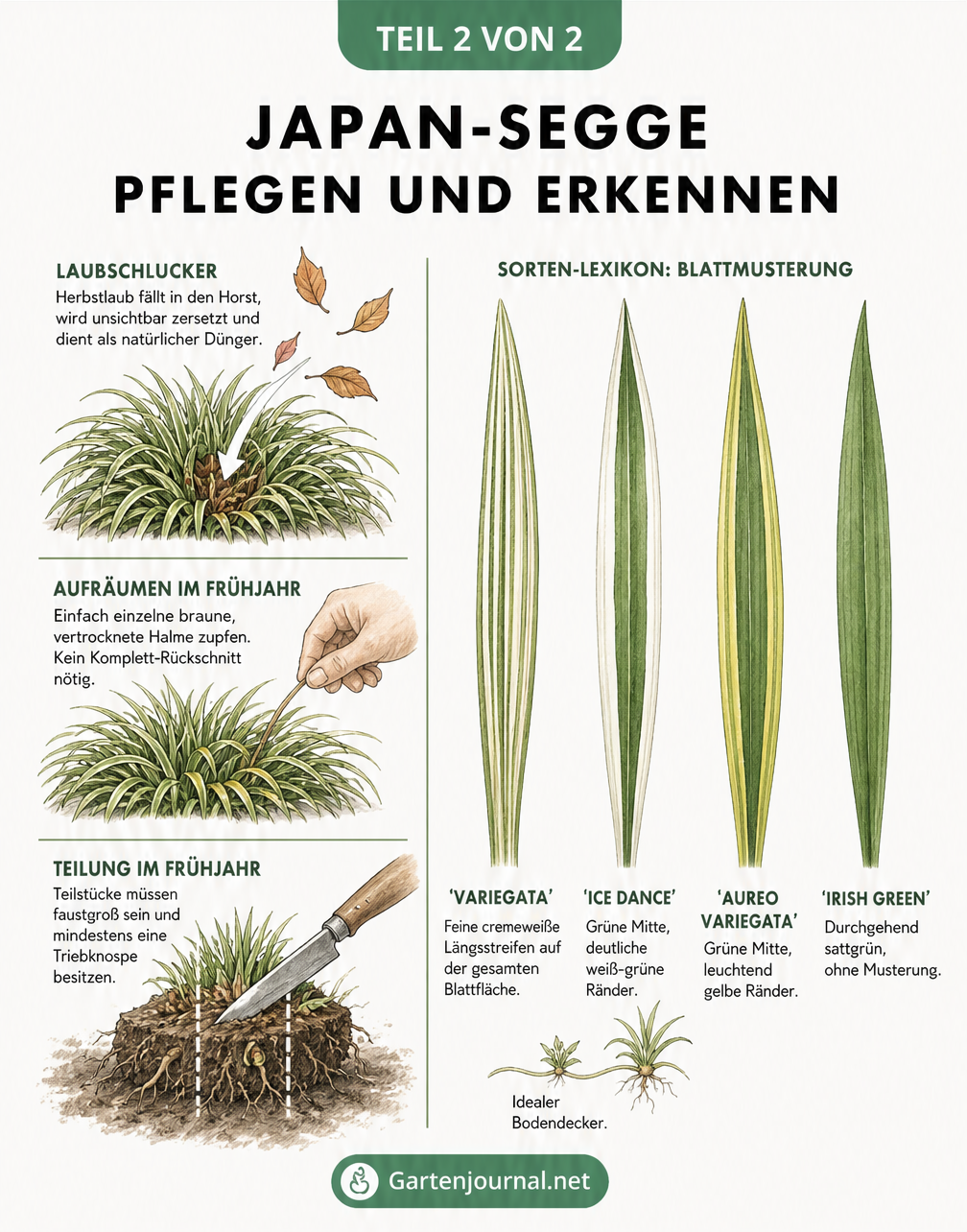 Illustration zur Pflege der Japan-Segge und Übersicht verschiedener Sorten wie Ice Dance und Variegata