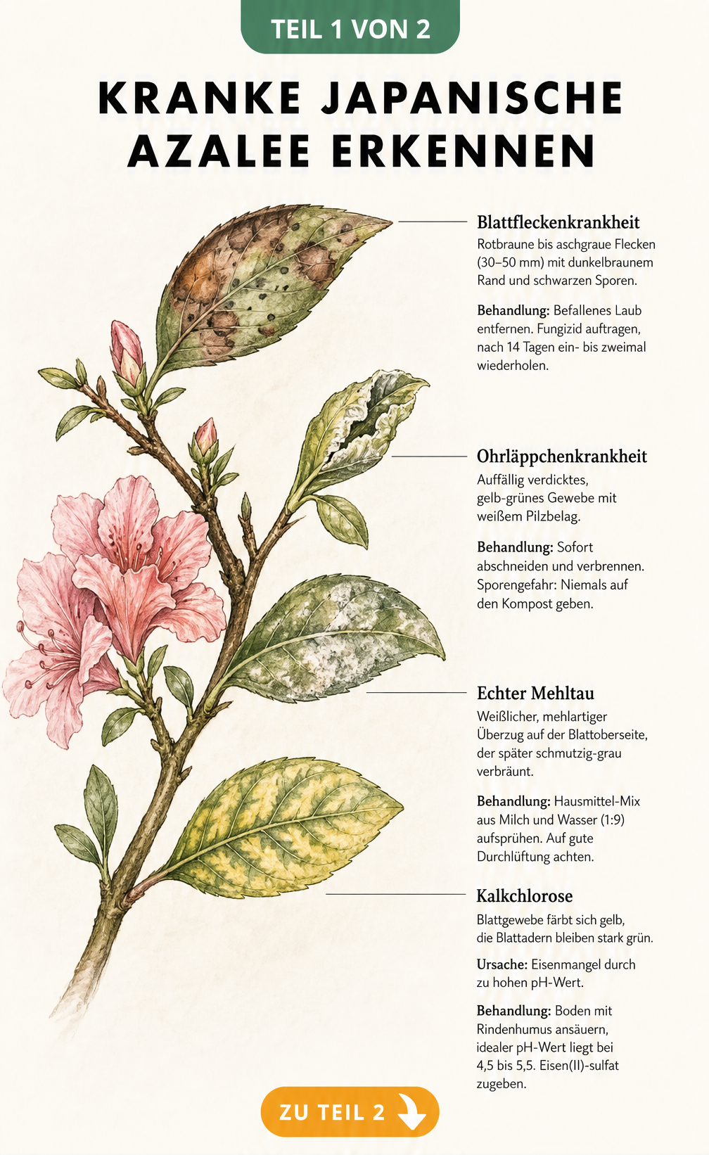 Botanische Illustration einer Japanischen Azalee mit Schadbildern von Blattfleckenkrankheit, Ohrläppchenkrankheit, Echtem Mehltau und Kalkchlorose