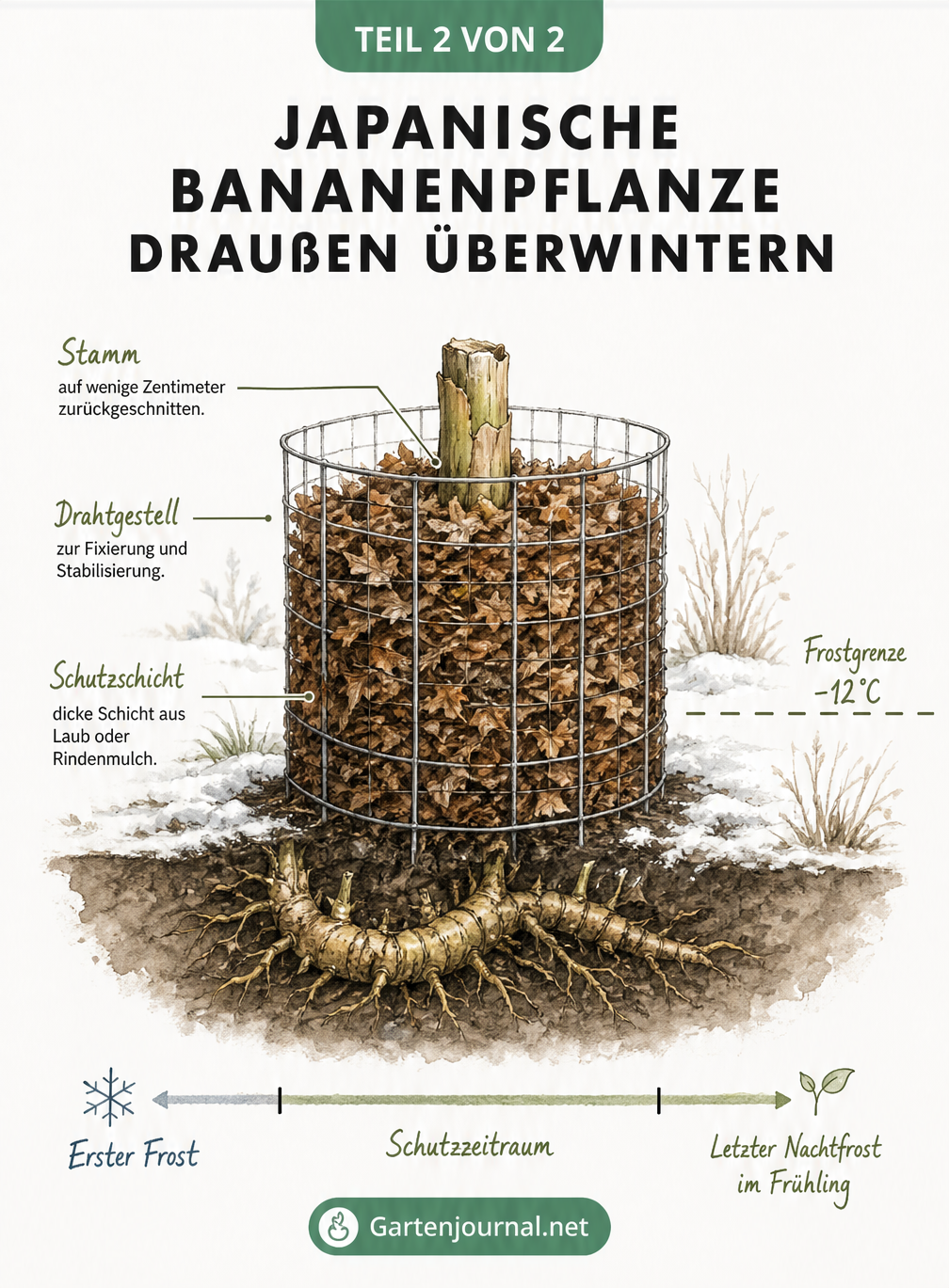 Querschnitt eines Gartenbeets mit zurückgeschnittenem Bananenstamm, Drahtgestell und Laubschicht als Winterschutz
