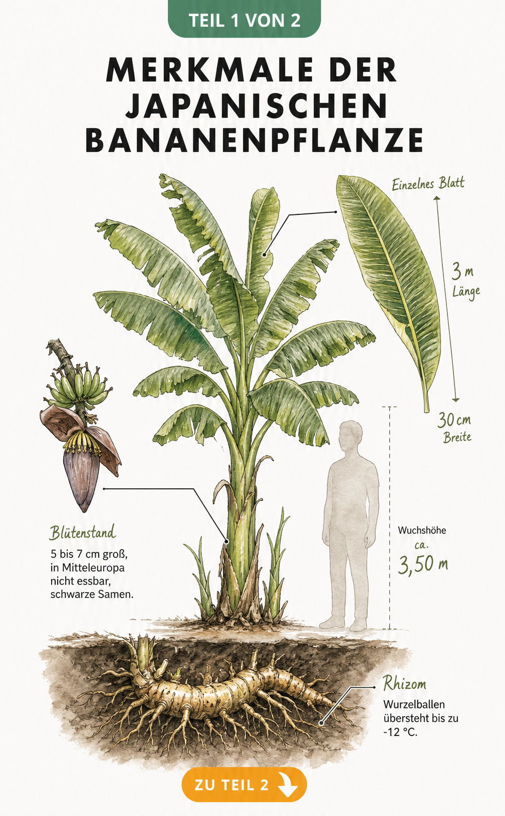 Botanische Illustration der Japanischen Bananenpflanze mit Maßstab, Blättern, Blütenstand und Rhizom