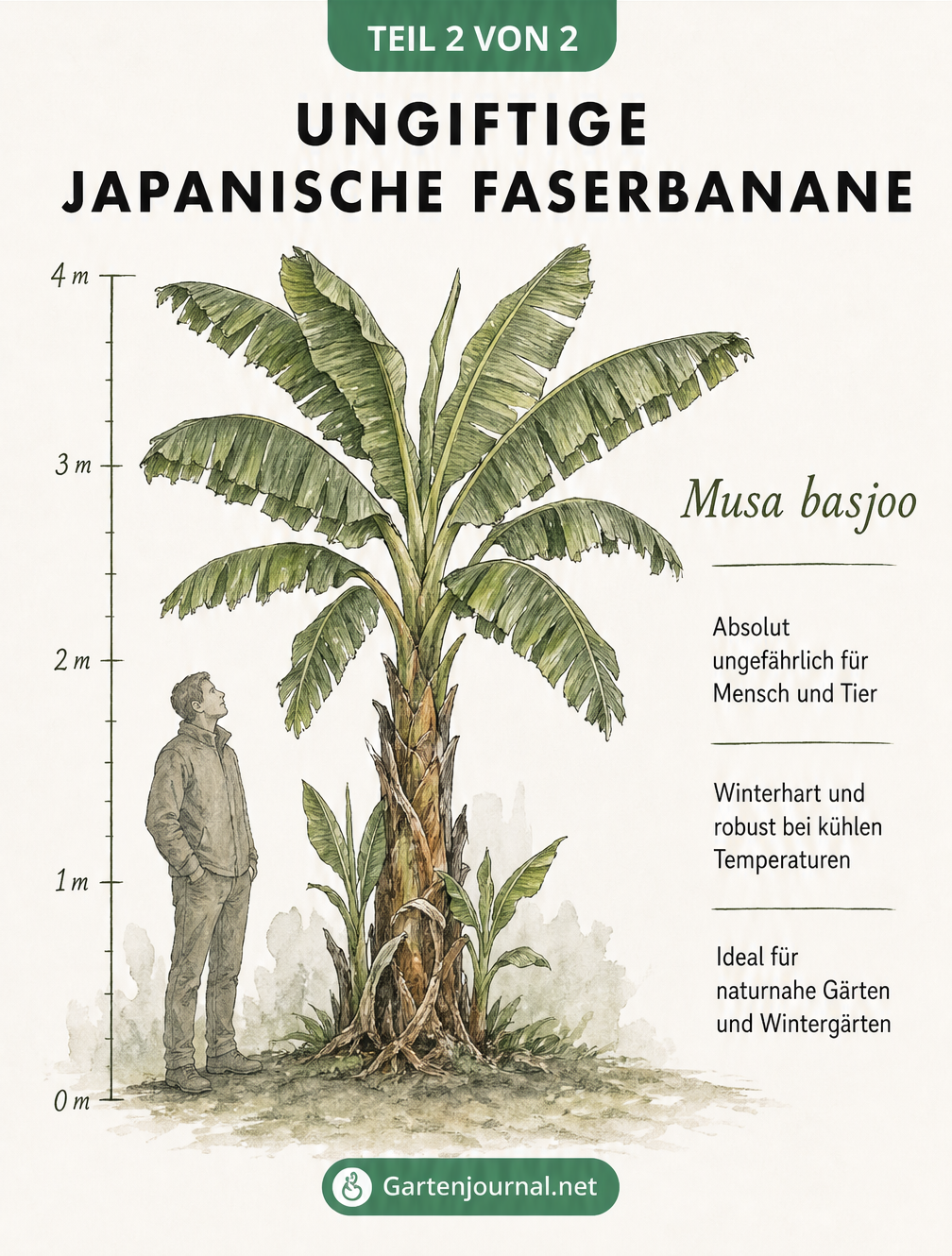 Maßstabsgetreue Illustration der Japanischen Faserbanane (Musa basjoo) im Freiland mit Größenvergleich zu einer Person.