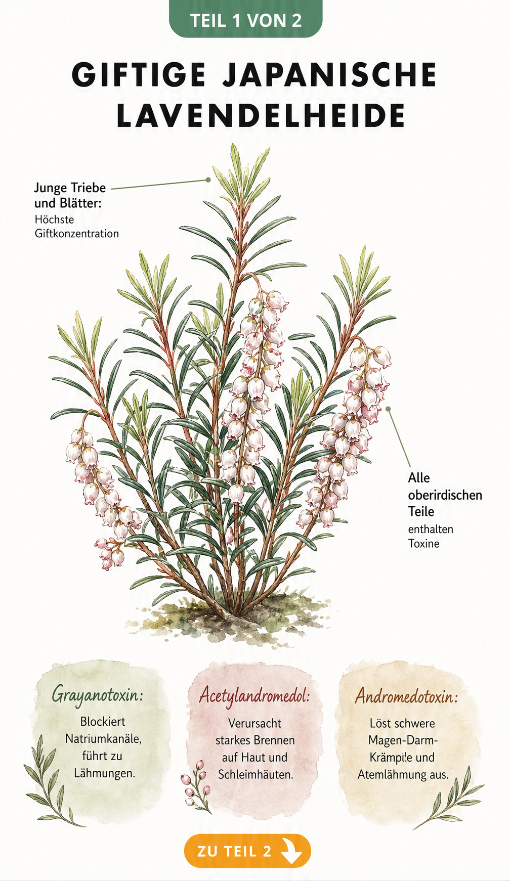Botanische Illustration der Japanischen Lavendelheide mit Hinweisen auf giftige Pflanzenteile und Toxine