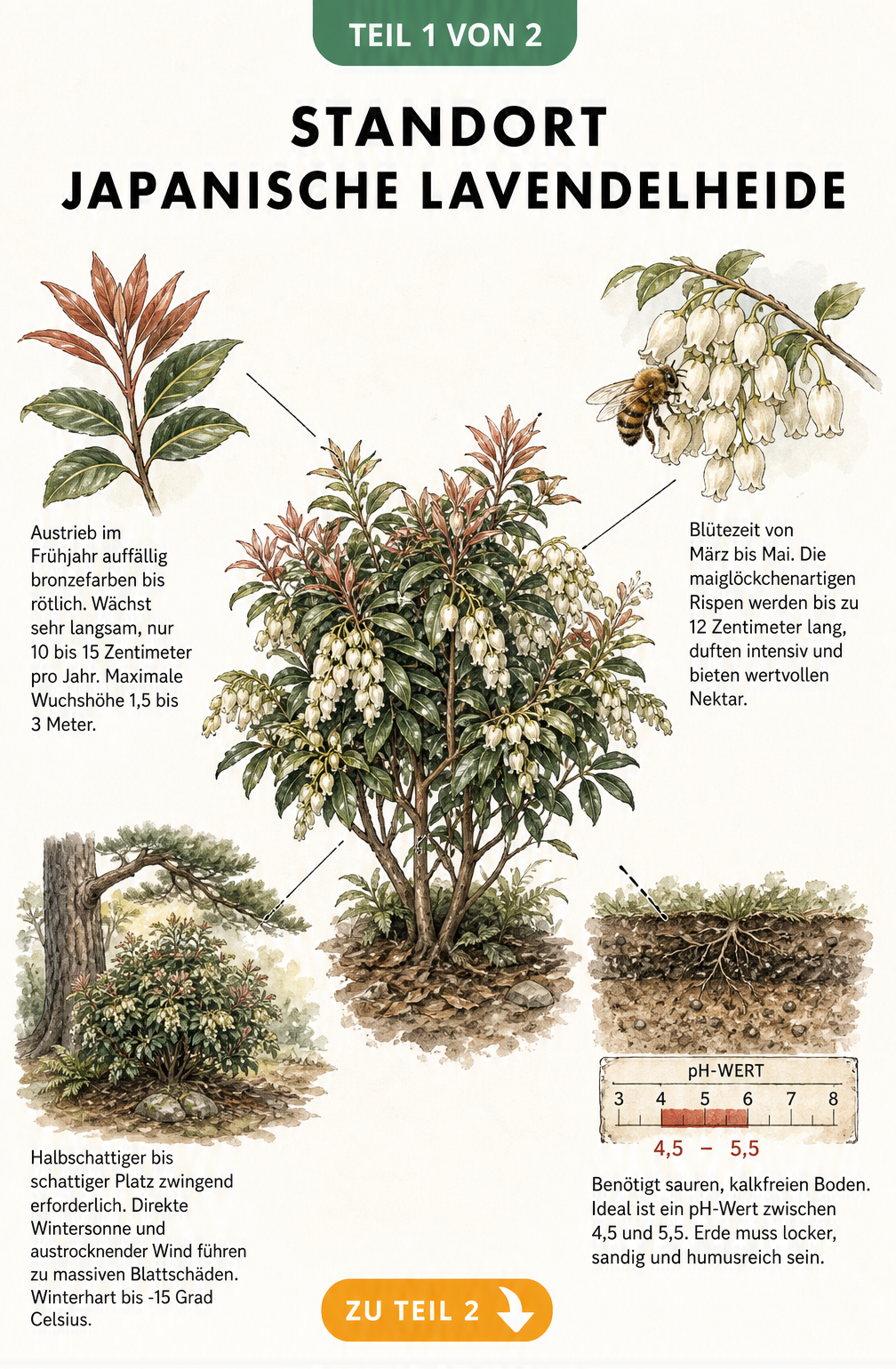 Botanische Illustration der Japanischen Lavendelheide mit Details zu Blättern, Blüten, Standort und Bodenansprüchen