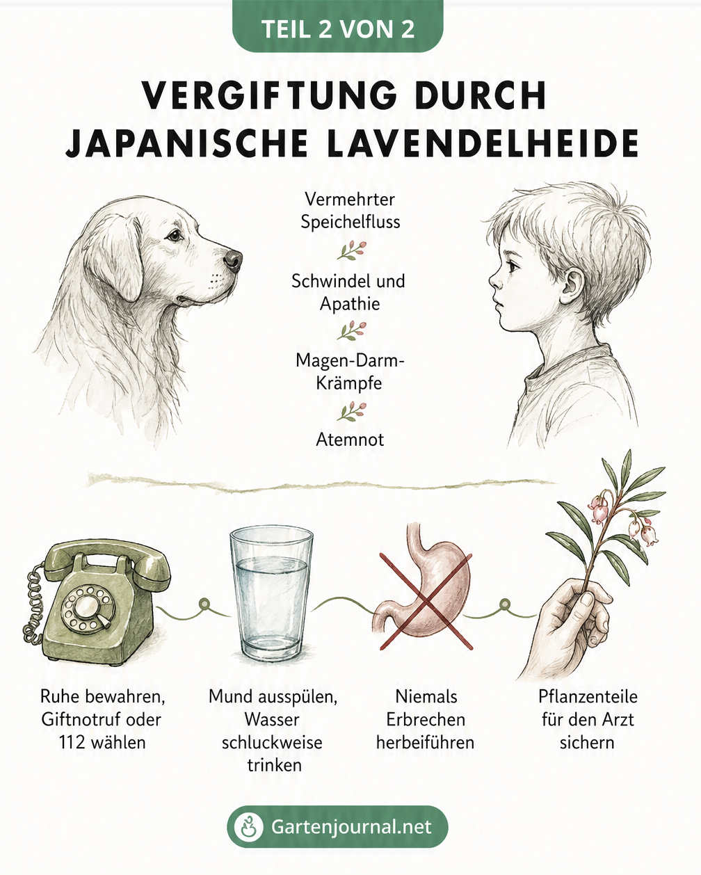 Illustration von Vergiftungssymptomen bei Hund und Kind sowie Erste-Hilfe-Maßnahmen bei Kontakt mit der Japanischen Lavendelheide