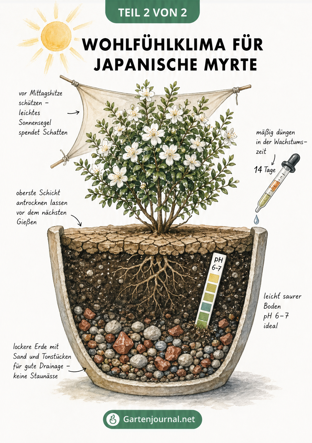 Querschnitt eines Pflanzkübels mit Japanischer Myrte, der lockere Erde, Sand und Tonstücke zur Drainage zeigt