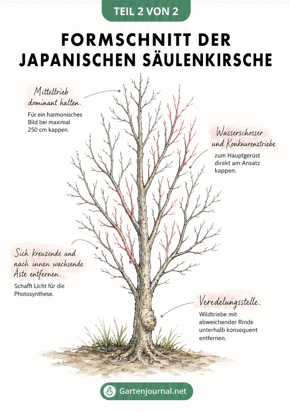 Zeichnung der Silhouette einer Japanischen Säulenkirsche mit Markierungen für den Formschnitt