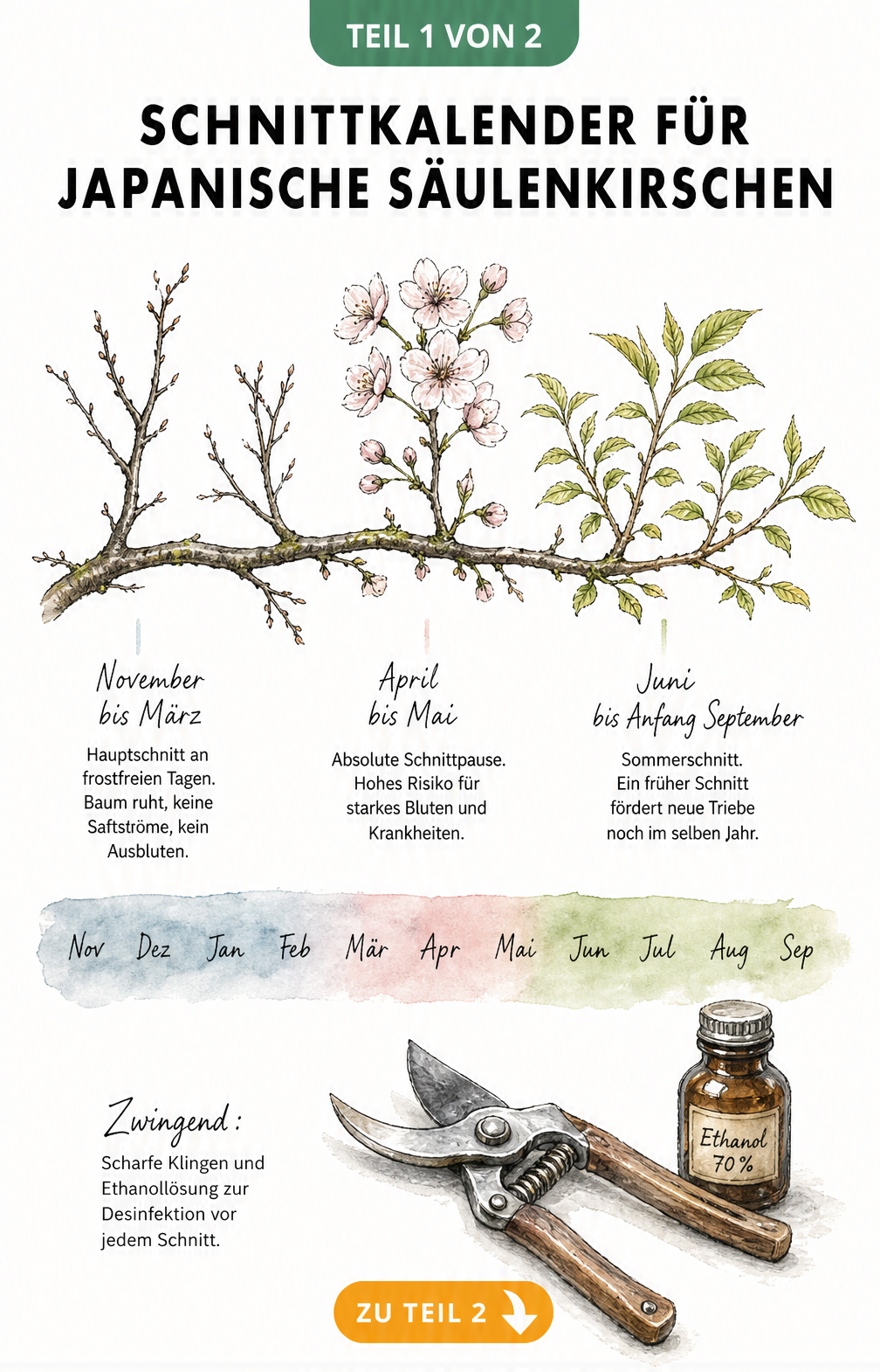 Botanische Illustration eines Kirschastes im Jahresverlauf mit Schnittzeiten für die Japanische Säulenkirsche