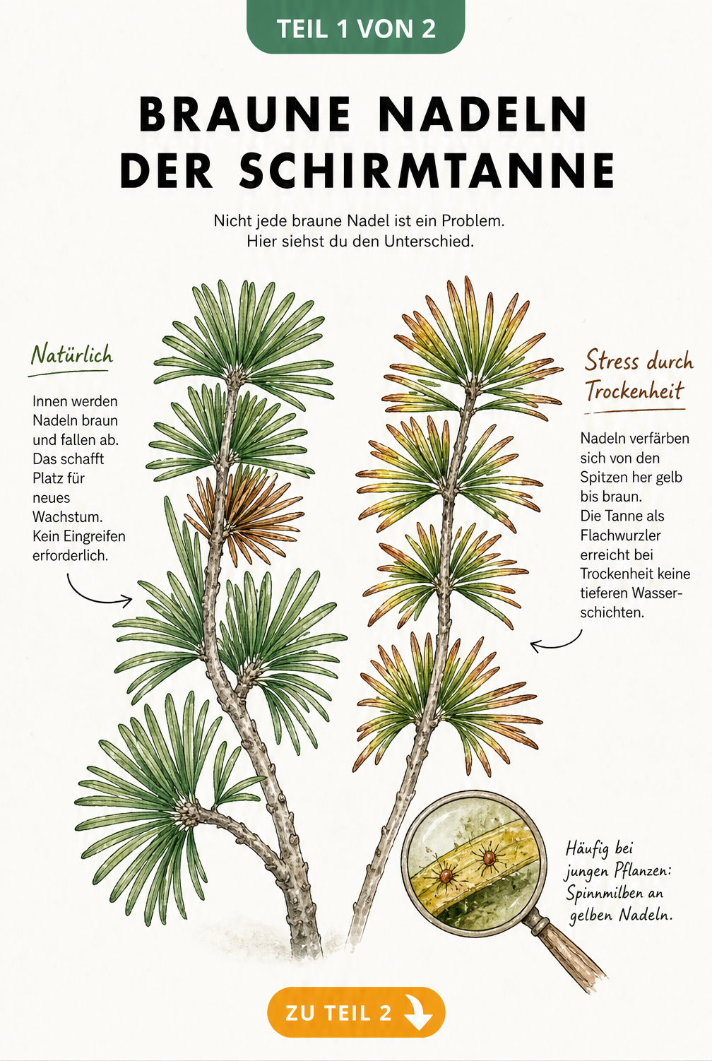 Botanische Illustration zweier Zweige der Japanischen Schirmtanne, die den Unterschied zwischen natürlichem Nadelabwurf im Inneren und flächig braunen Nadeln...