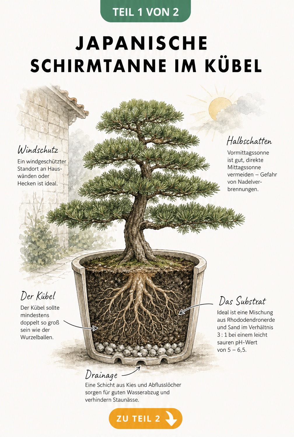 Illustration einer Japanischen Schirmtanne im Kübel mit Querschnitt durch das Substrat und Hinweisen zu Standort und Erde